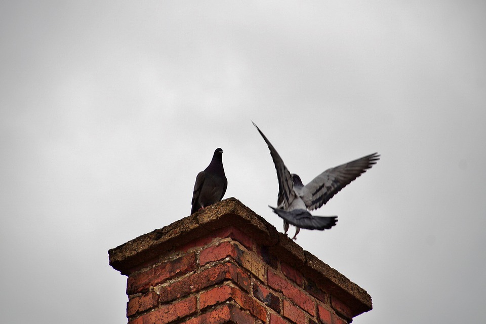 Will the Chimney Balloon plug muffle down pigeon and bird noises that come down the chimney?
